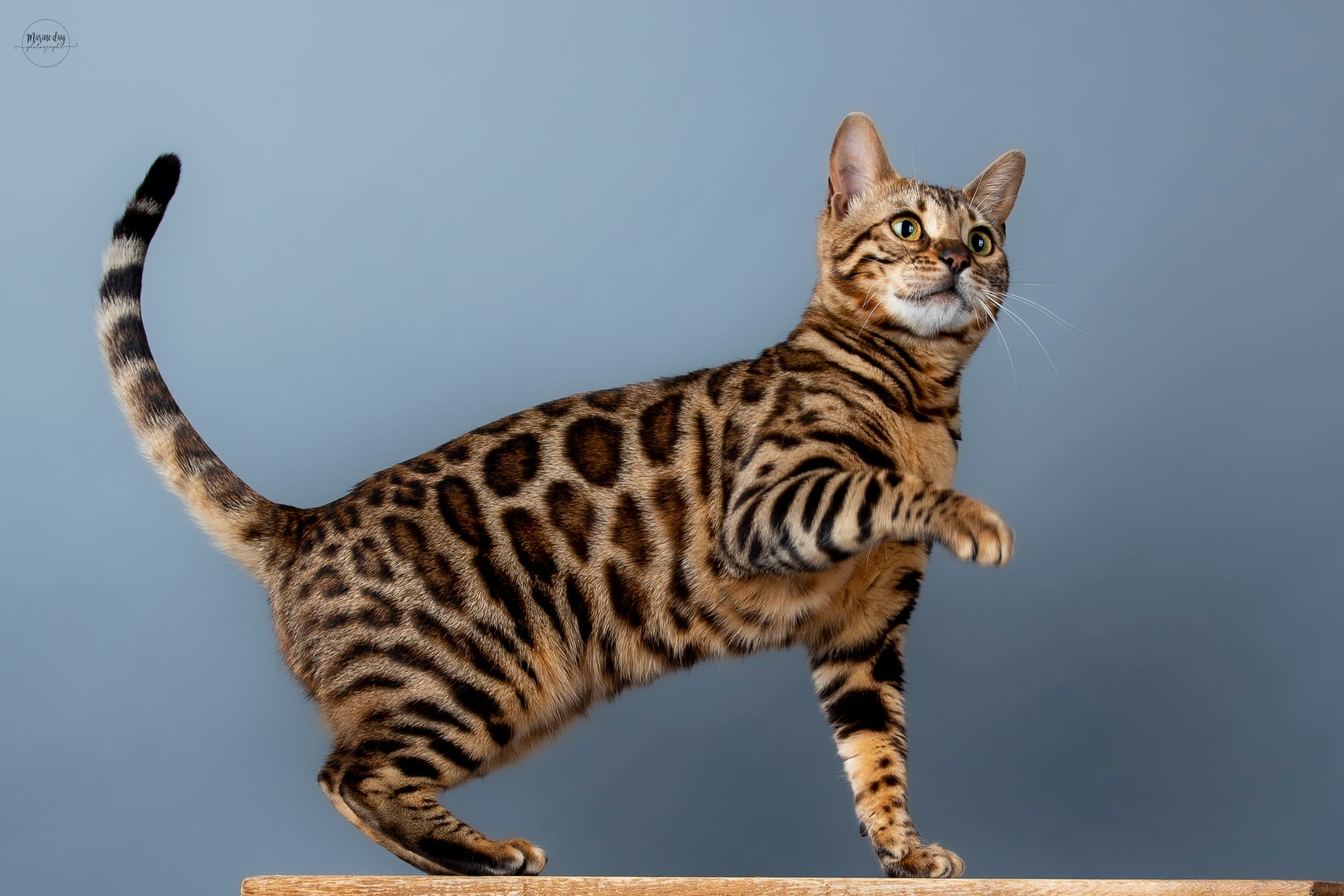 Vega de HazelGlare (Championne Internationale)