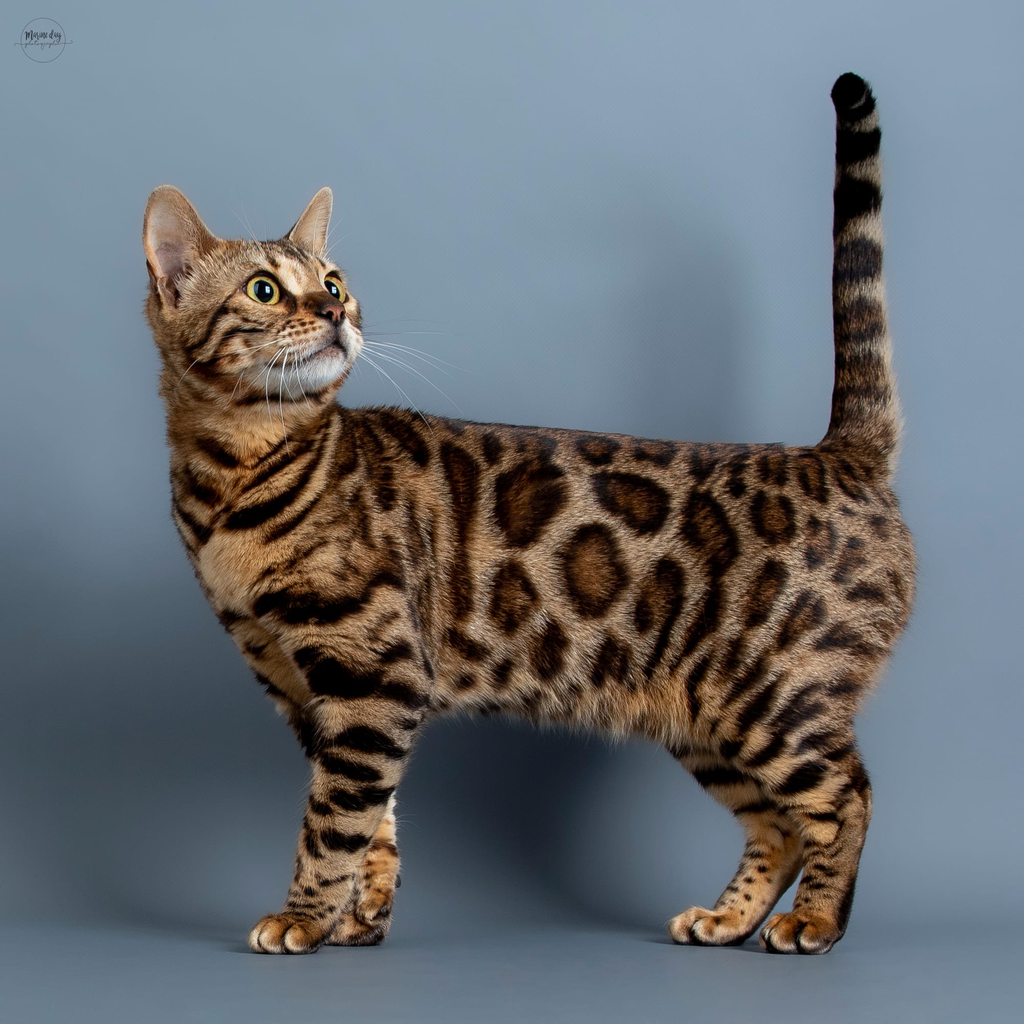 Vega de HazelGlare (Championne Internationale)