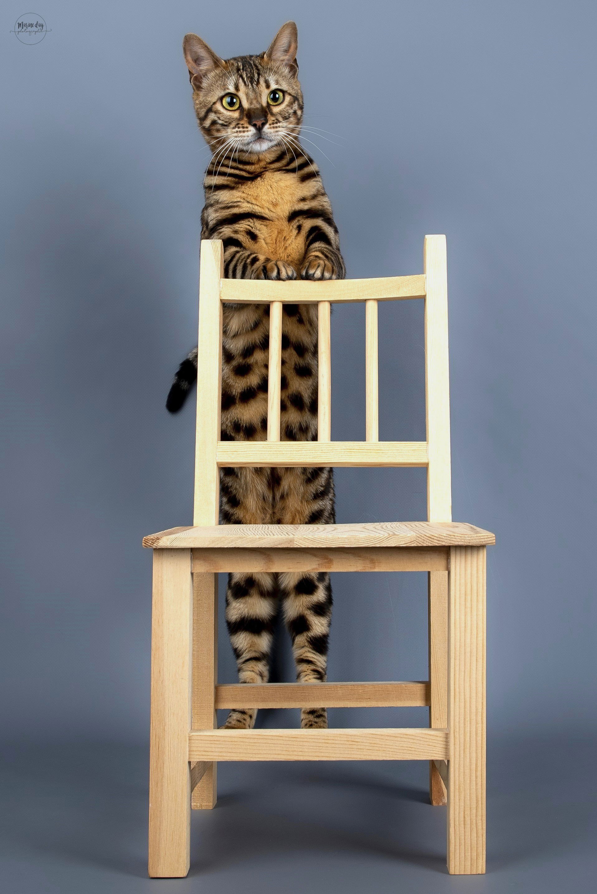 Vega de HazelGlare (Championne Internationale)