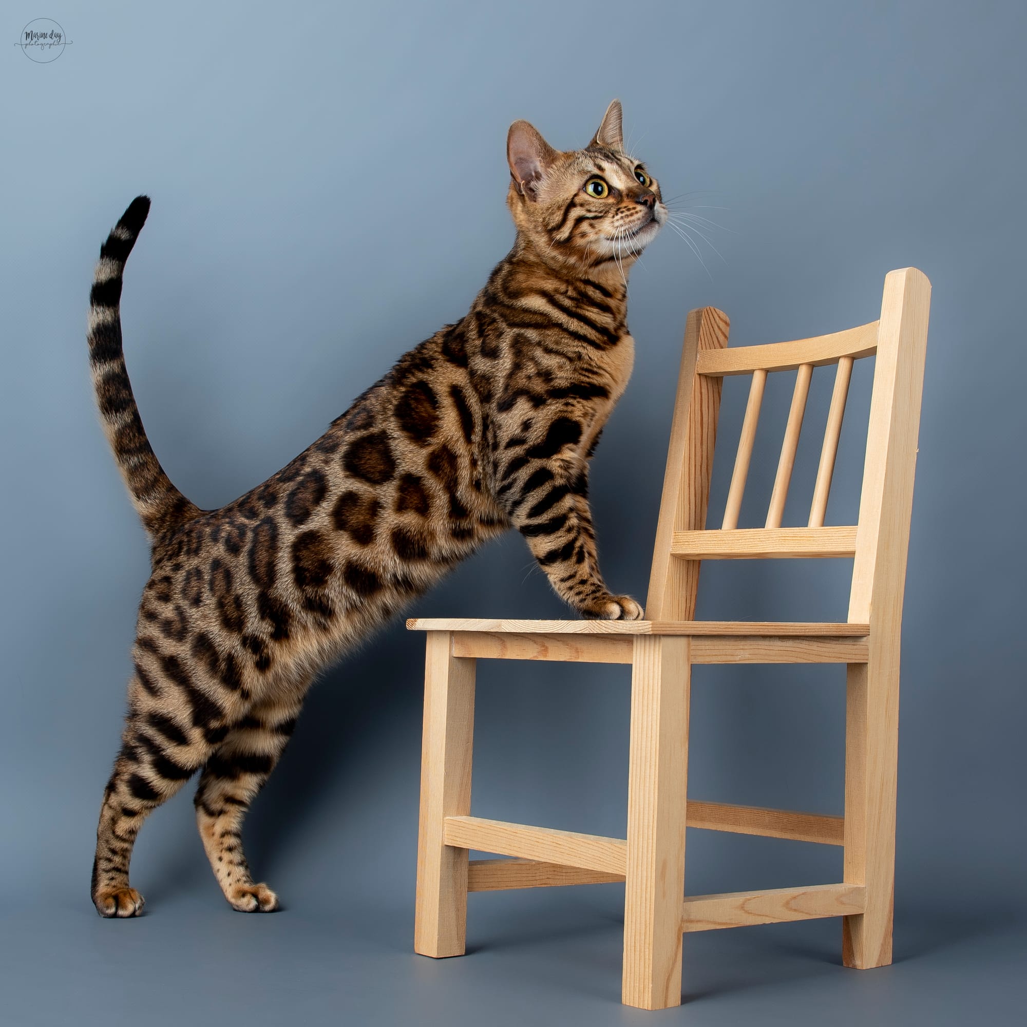 Vega de HazelGlare (Championne Internationale)