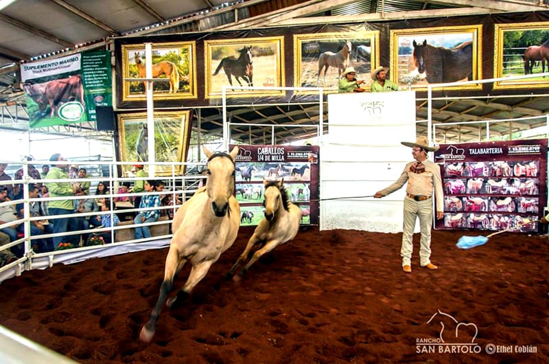 IMPORTANCIA EQUINA EN LA CHARRERÍA. PRECANDIDATO ZERMEÑO