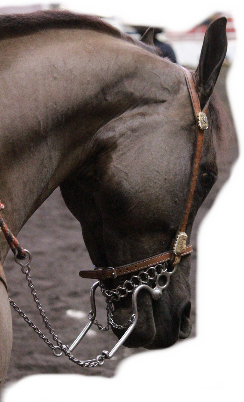 La charreada, Libro para colorear