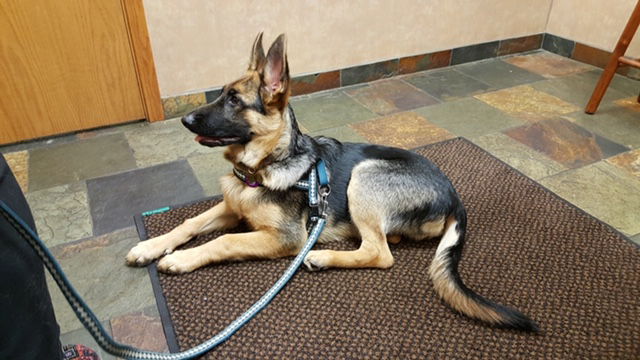 Basic Obedience Level 1: Tuesday 6:00pm to 7:00pm Oct/Nov/Dec 2025