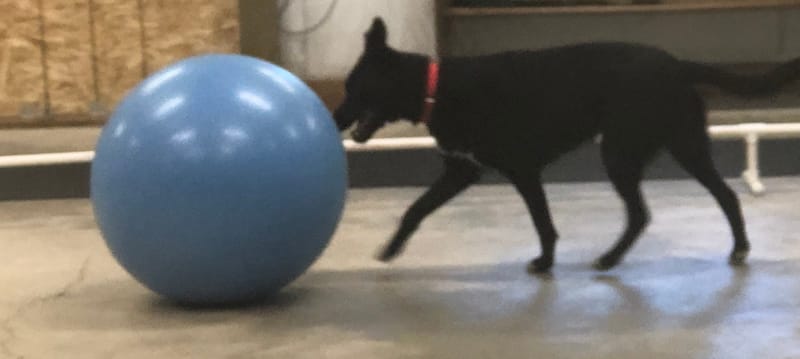 Treibball Level 1 & 2: Thursdays 7:30pm to 7:30pm Oct/Nov/Dec 2025