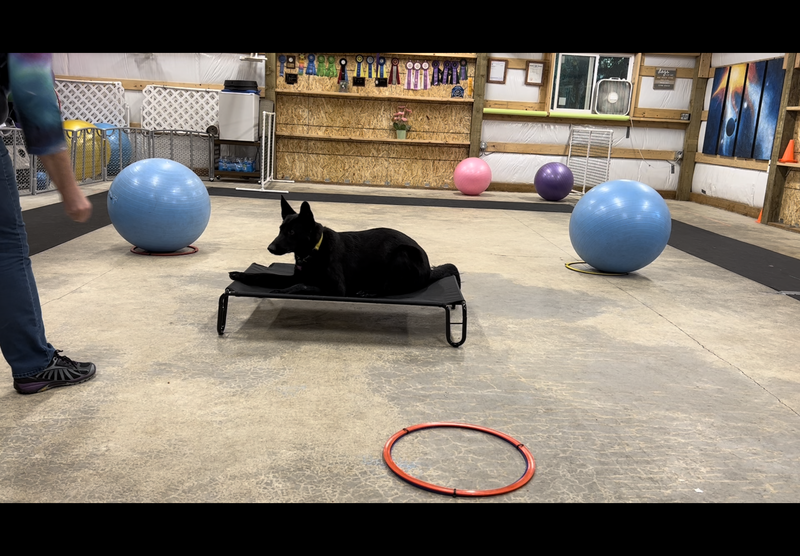 Puppy Stage 2: Returning Student: Mondays 6:00pm to 7:00pm  Aug/Sept/Oct 2025