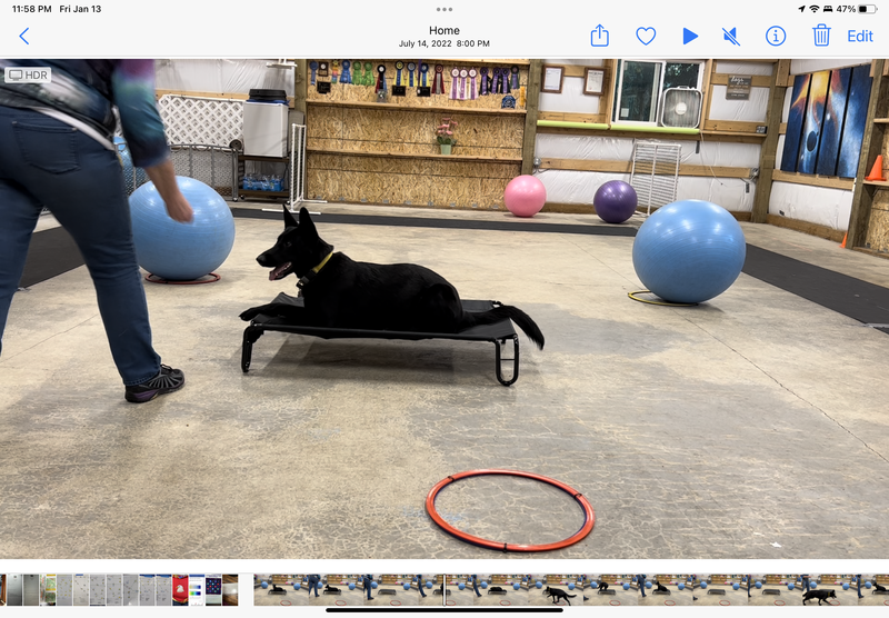 Puppy Stage 2: Returning Student: Mondays 6:00pm to 7:00pm April/May 2025