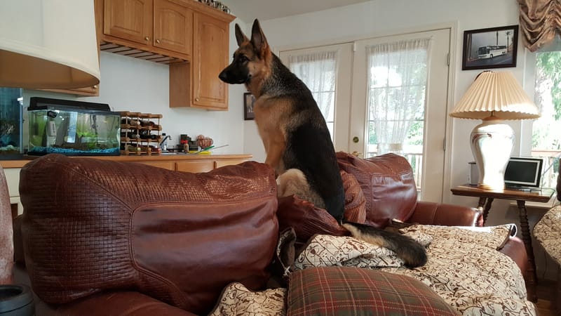 Basic Obedience Level 1: Fridays 2:00PM to 3:00 pm June/July/Aug 2025