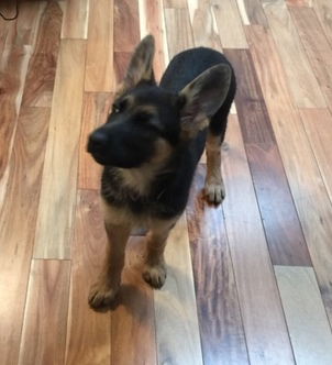Puppy  Stage 1: Wednesdays 6:00pm to 7:00pm Oct/Nov/Dec 2025