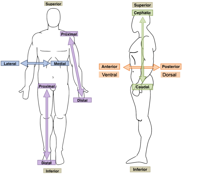 Directional Terms