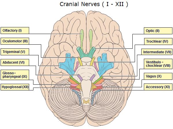 Cranial Nerves