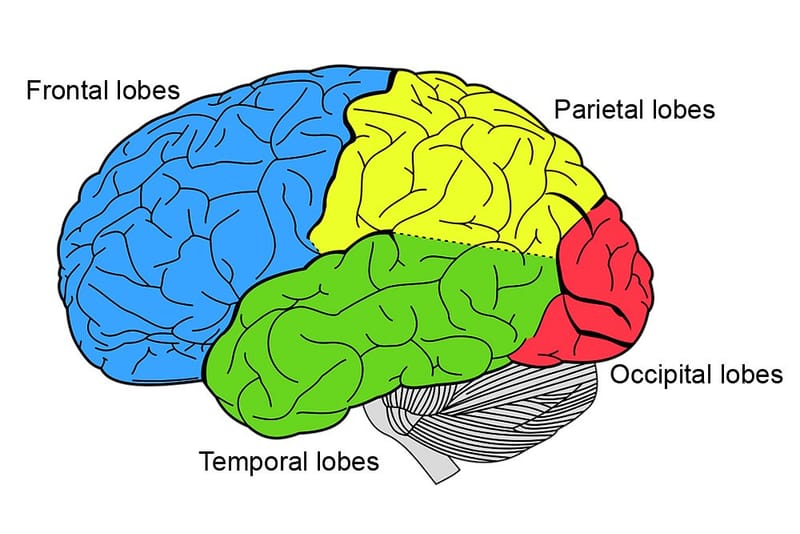 Lobes of the Brain