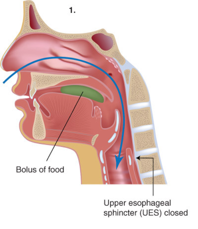 The Oral Stage