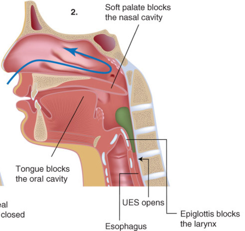 The Pharyngeal Stage