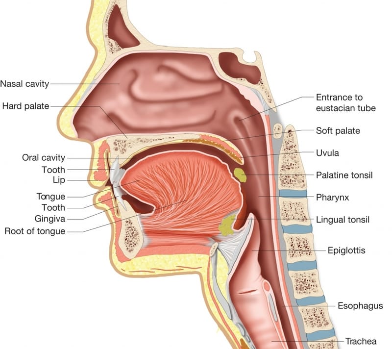 The Oral Preparation Stage