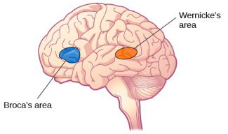 Broca's & Wernicke's Areas