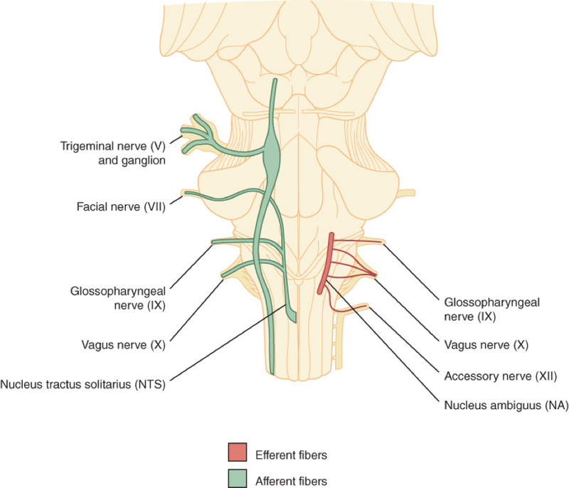 Brainstem Involvement