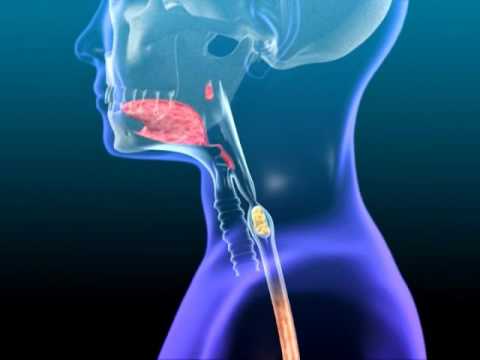 Subcortical and Cortical Controls