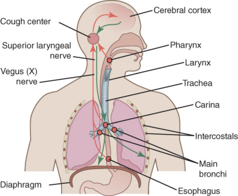 Neurology of the Cough Response