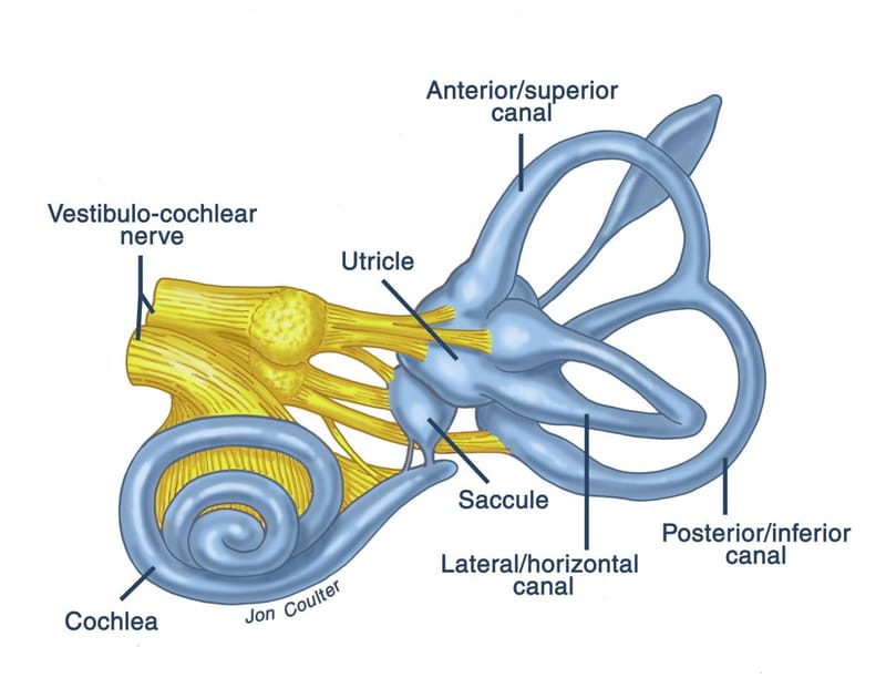 Peripheral Vestibular System