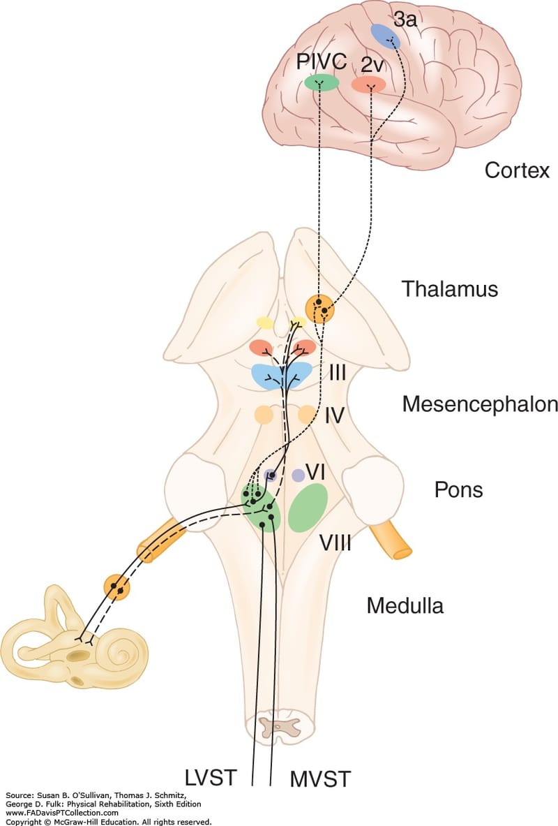 Central Vestibular System