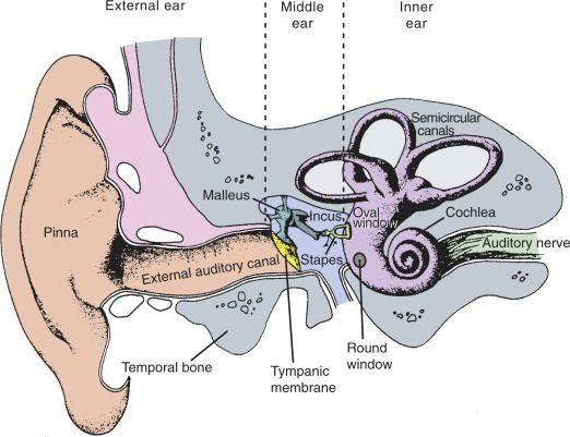 Peripheral Auditory Stages