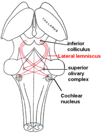 Central Auditory Stages