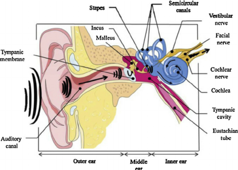 Central Auditory System Disorders