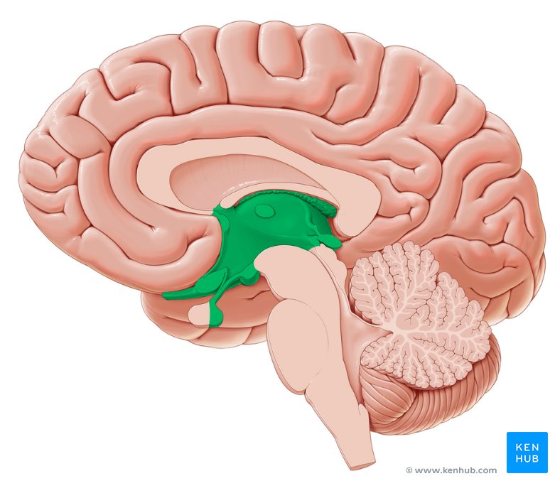 The Diencephalon