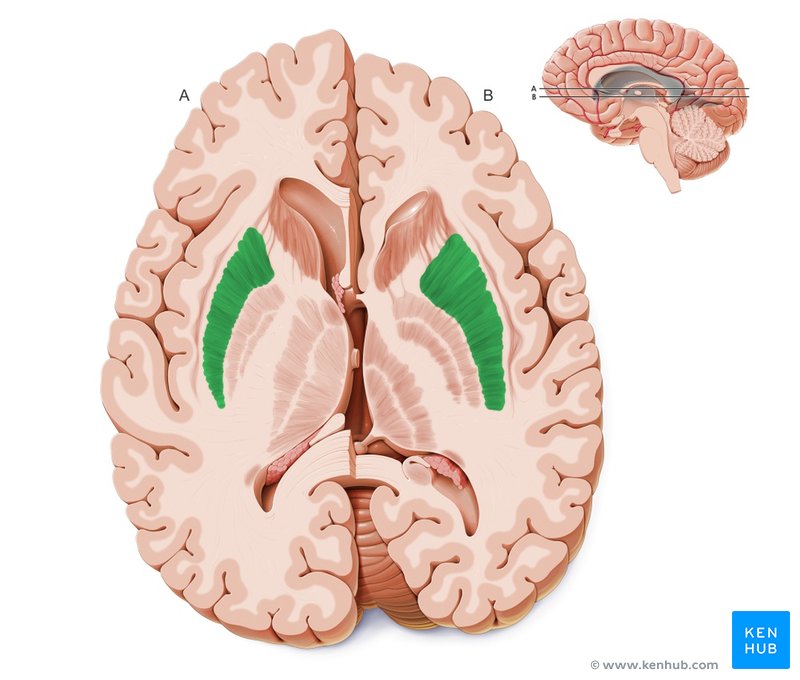 Basal Ganglia