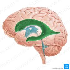 Brain Ventricles