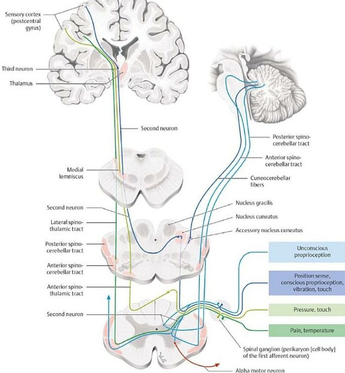 Sensory Pathways