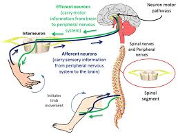 Direct Motor Pathway: "The Pyramidal System"