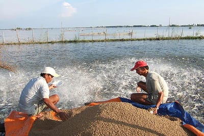 NUÔI TÔM, CÁ THIẾU OXY NÊN LÀM GÌ