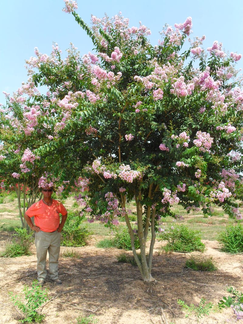 Gallery - image 10 of 90 - Louisiana Tree Farm