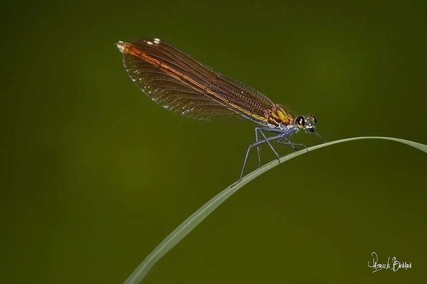 Dragonfly