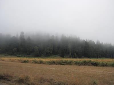 8. Piojos y alces en Elk Prairie