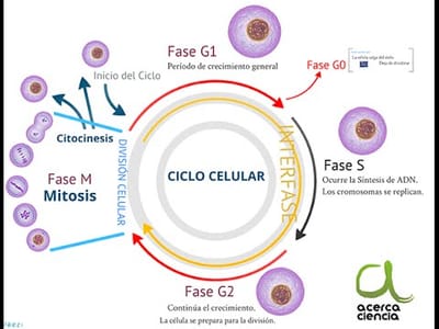 Ciclo Celular