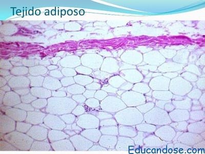 TEJIDO ADIPOSO
