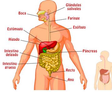 APARATO DIGESTIVO