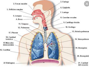 APARATO RESPIRATORIO
