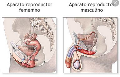 APARATO REPRODUCTOR