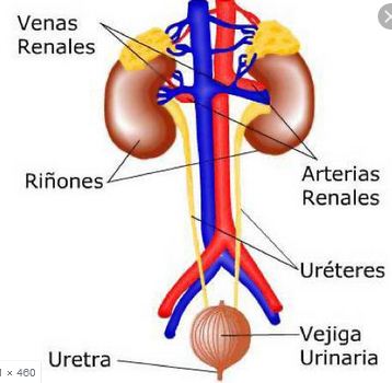 SISTEMA EXCRETOR