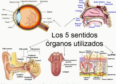 ÓRGANOS DE LOS SENTIDOS