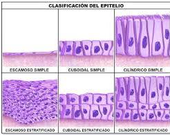 TEJIDO EPITELIAL