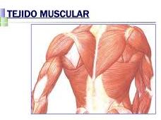 TEJIDO MUSCULAR
