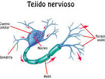 TEJIDO NERVIOSO