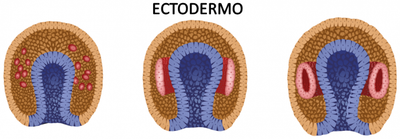 ECTODERMO