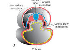MESODERMO