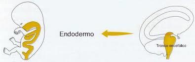 ENDODERMO
