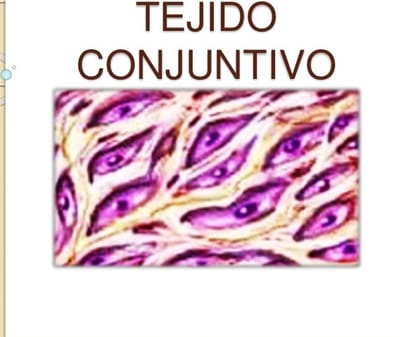TEJIDO CONJUNTIVO